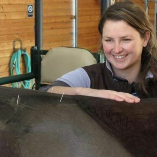 A person gives horse acupuncture therapy