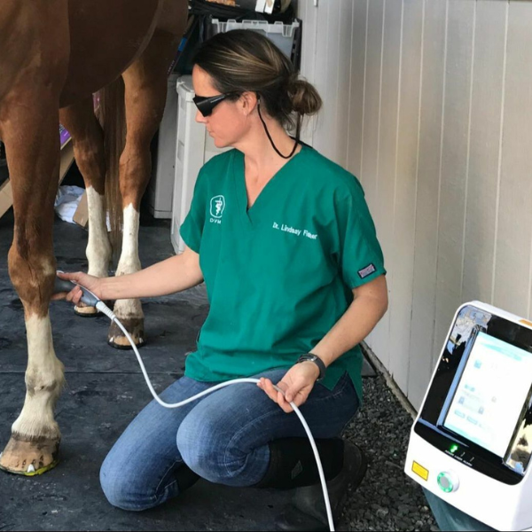 A person in green shirt holding a cable to a horse