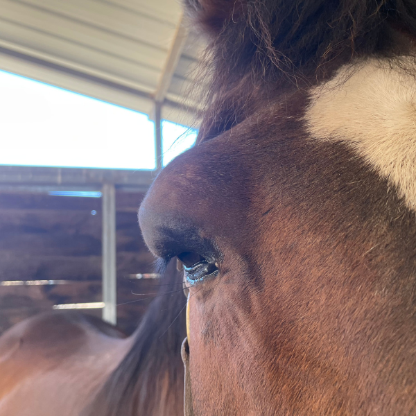 A close up of a horse's eye