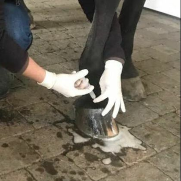 A person gives Intra-articular Injections to horse