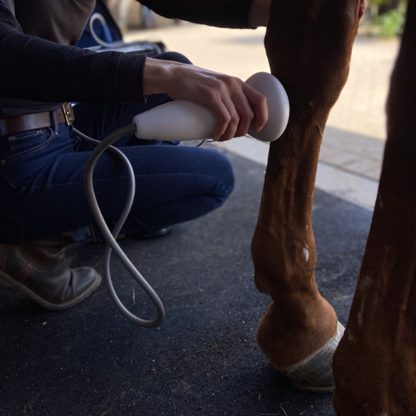 A person holding a device to a horse's leg