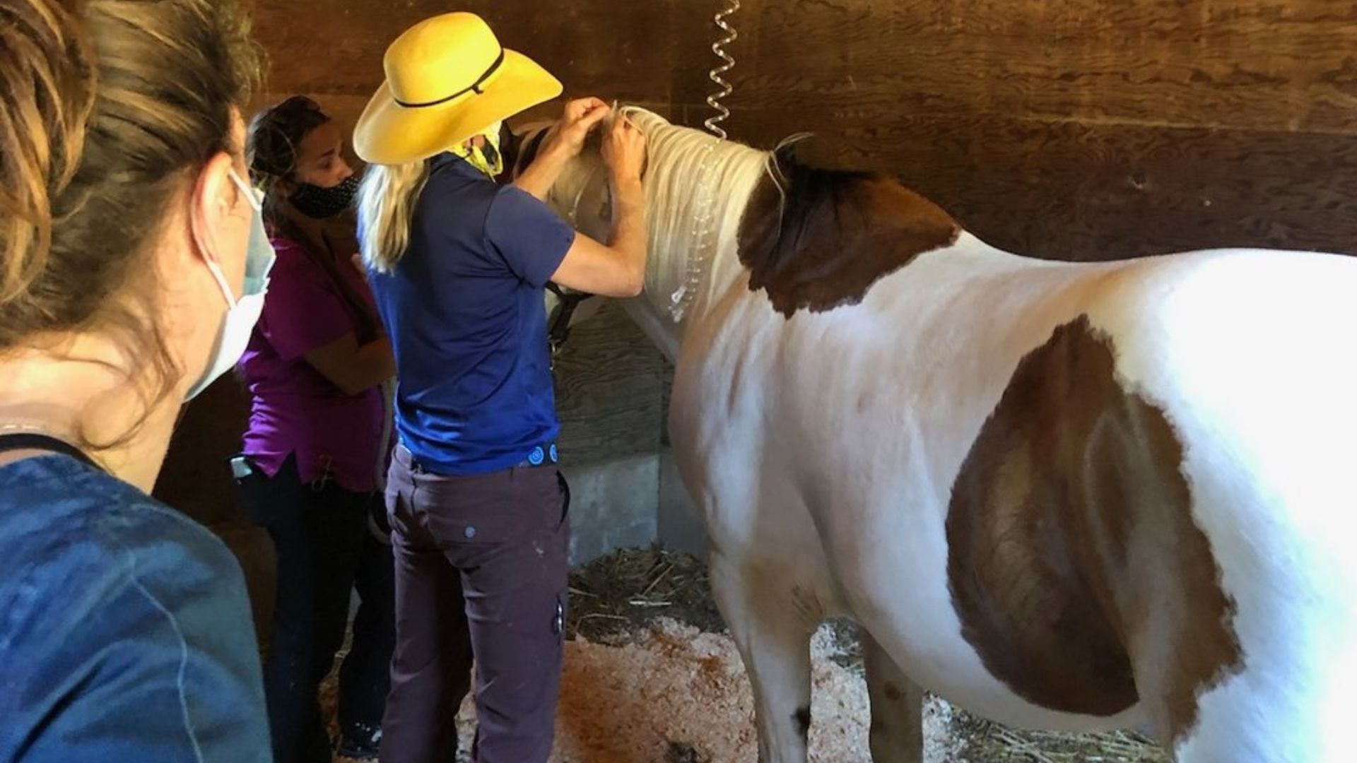 vets taking care of a horse in a stable