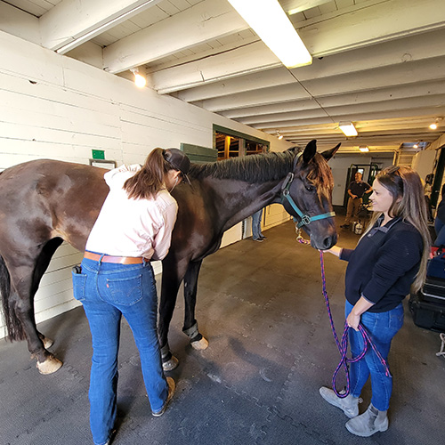 A person standing next to a horse