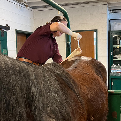 A person using a machine to measure a horse's hoof
