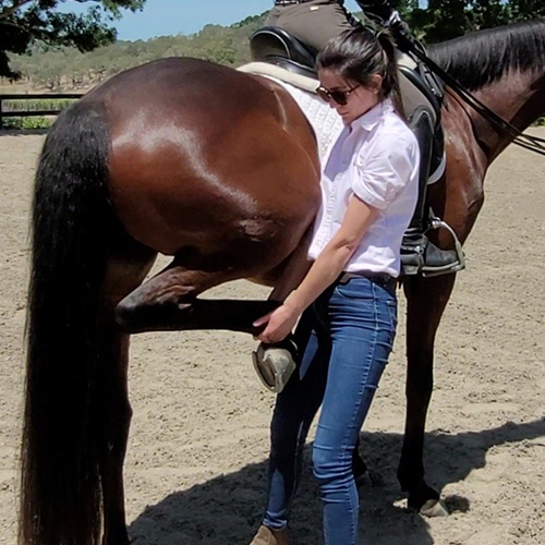 A person make horse ultrasound