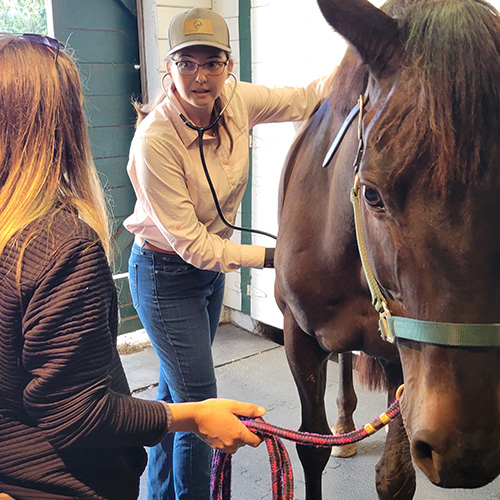 A person doing horse dental treatment