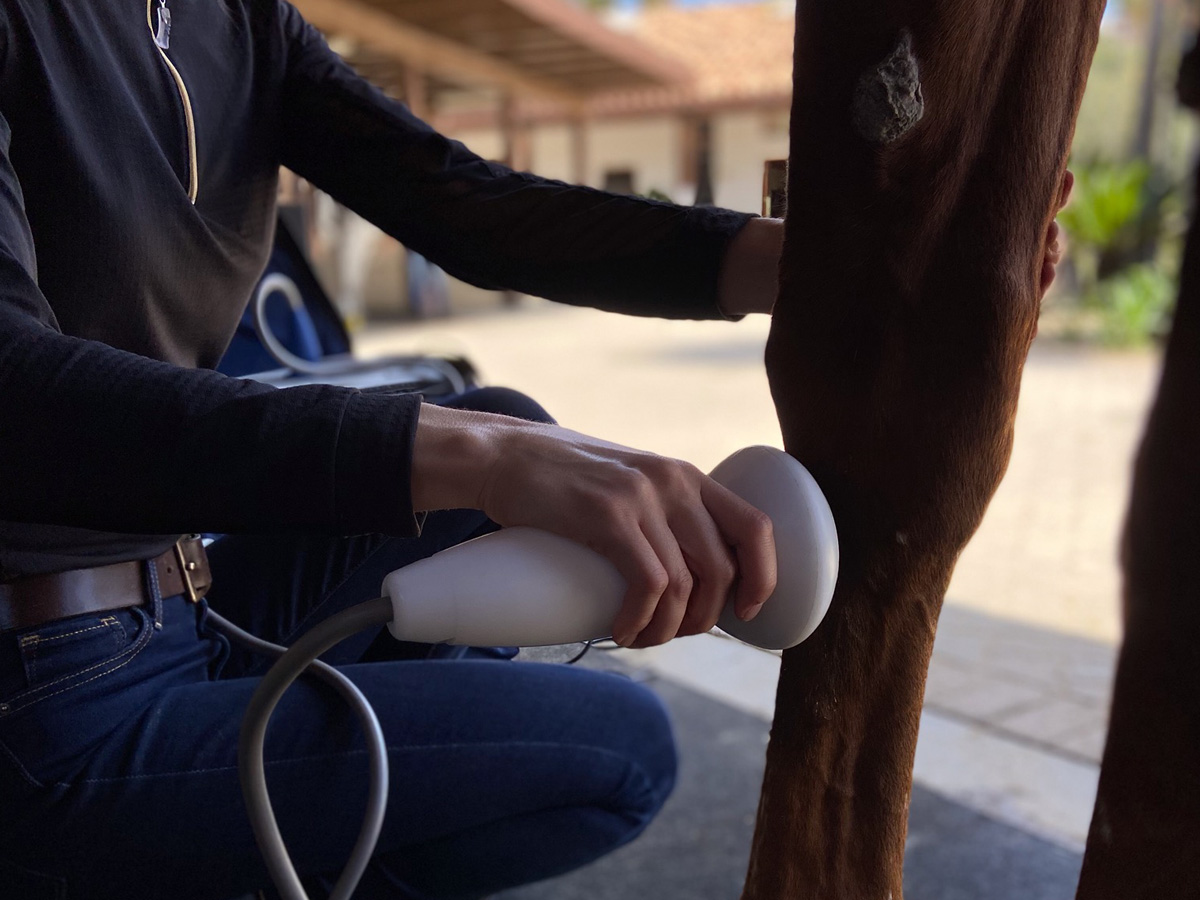 a vet standing next to a horse