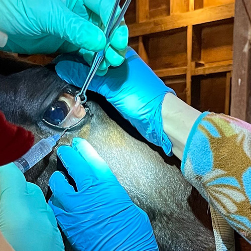 A person doing horse dental treatment
