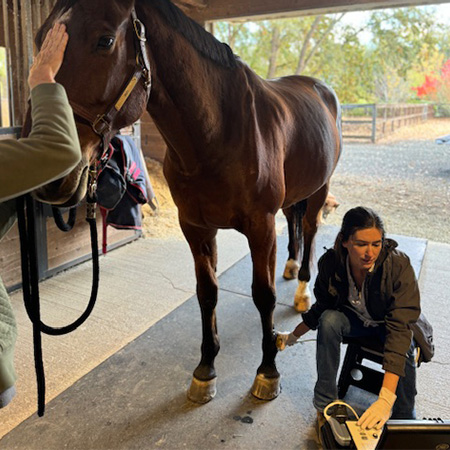A veterinarian doing an ultrasound on a horse's leg