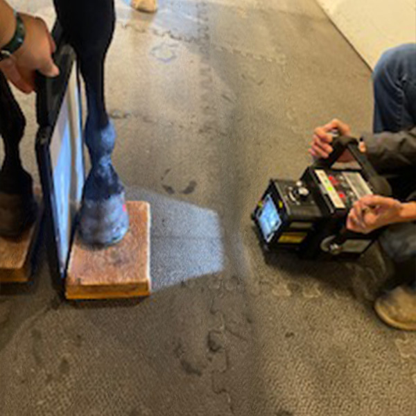 A person using a machine to measure a horse's hoof