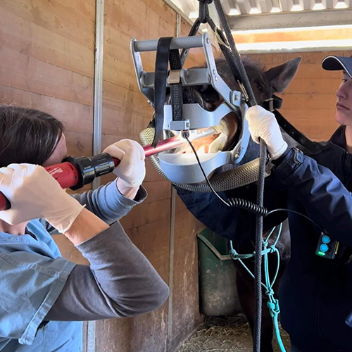 A person doing horse dental treatment
